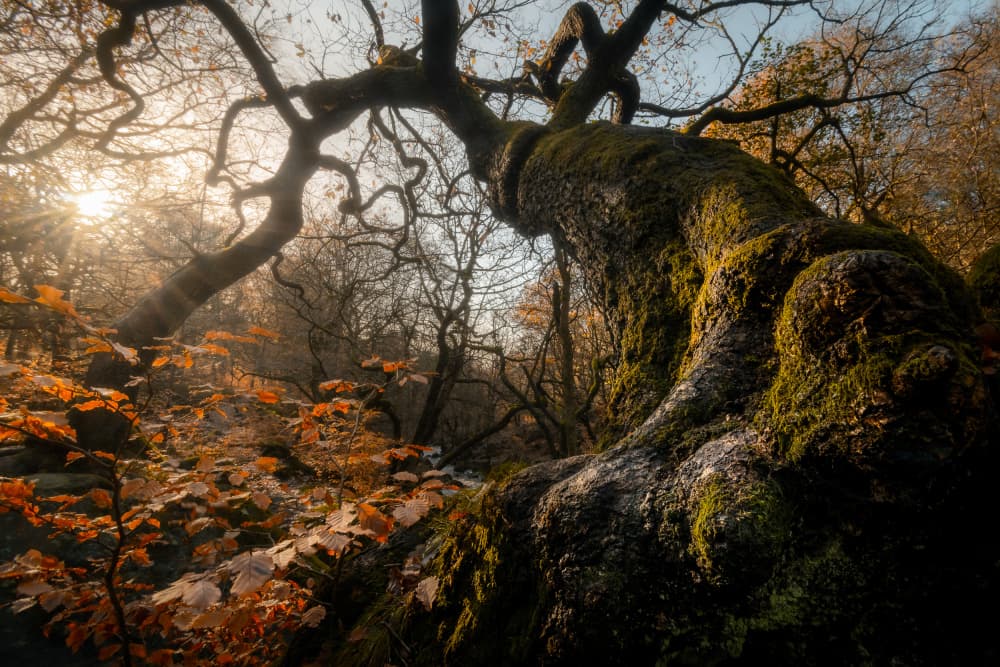 Autumn Sunlight Forest by Francis Wilson — canvas wall art