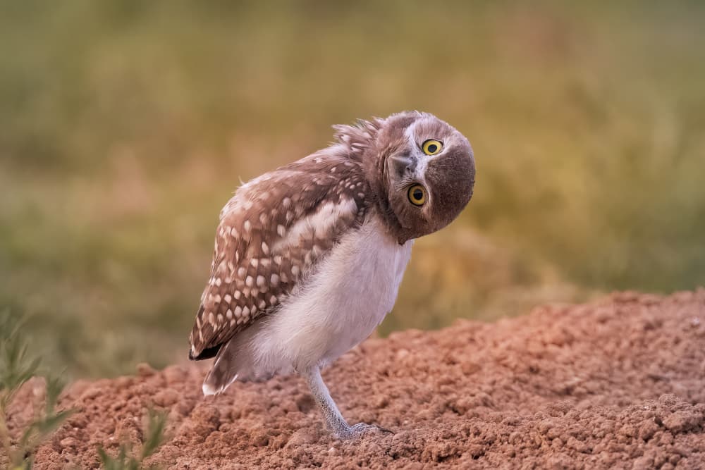 Curious Little Owl by Ming Chen — canvas wall art
