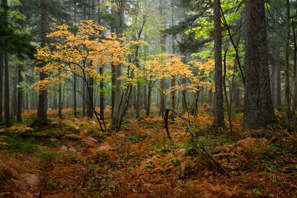 Misty Autumn Forest by Takuma Higashide — canvas wall art