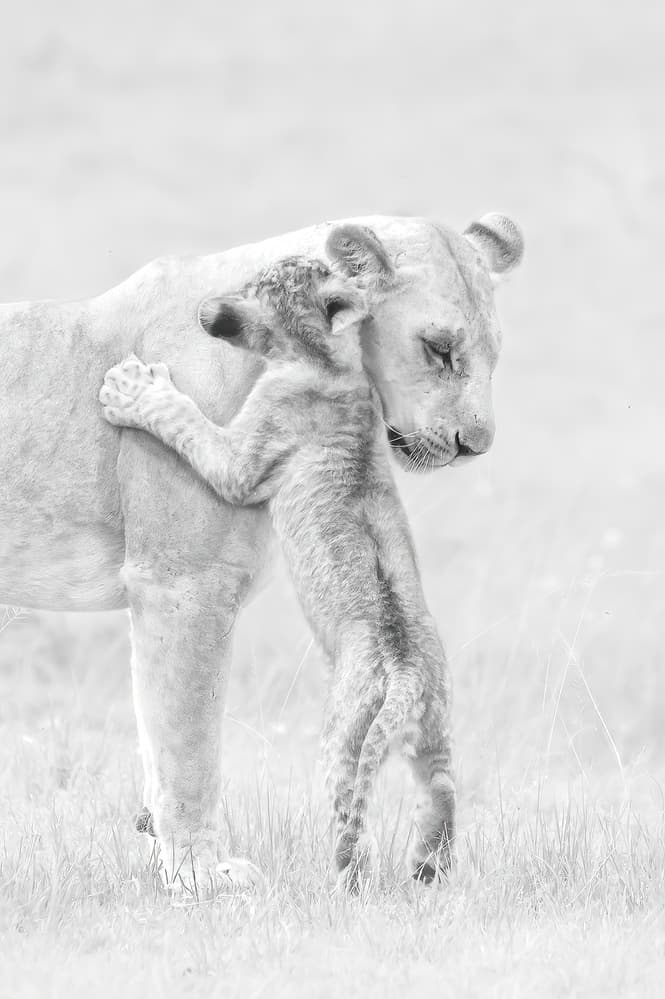 Gentle Lioness Hug by Hong Chen — canvas wall art