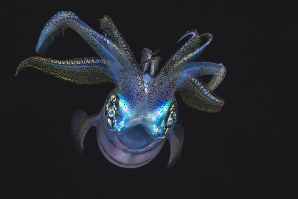 Glowing Ocean Squid by Barathieu Gabriel — canvas wall art