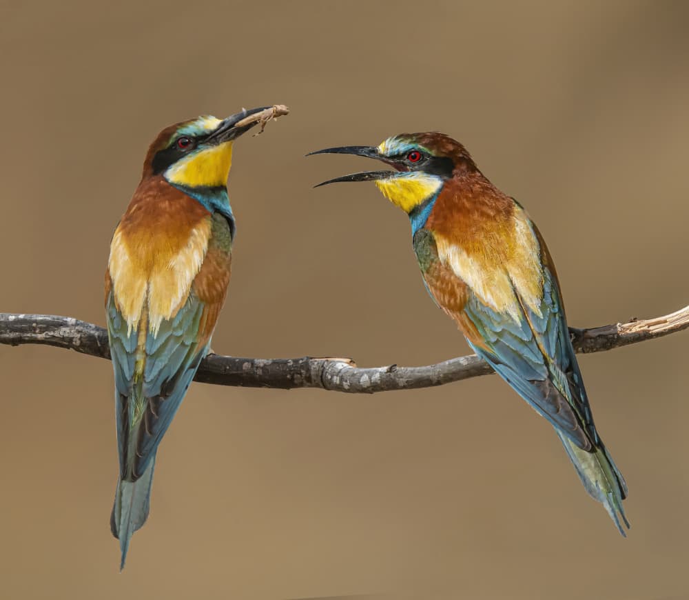 Colorful Bee-eaters Feeding by Boris Lichtman — canvas wall art