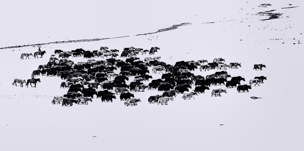 Tibetan Yak Herd by Jun Zuo — canvas wall art