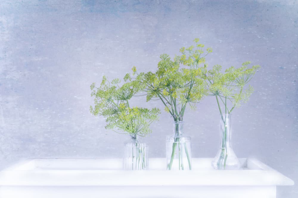 Fresh Dill In Glass Vases by Marie-anne Stas — canvas wall art