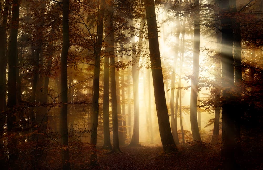 Golden Forest Light by Norbert Maier — canvas wall art