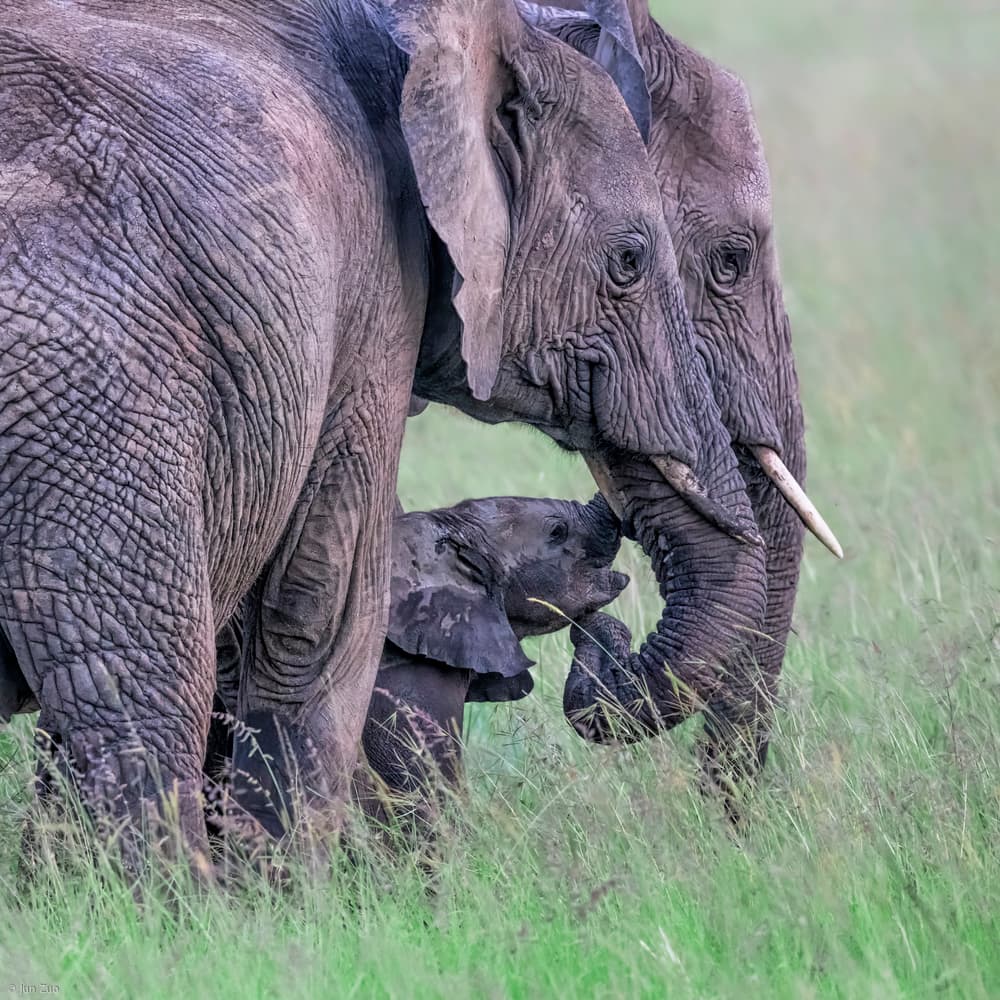 Elephant Family Wild by Jun Zuo — canvas wall art