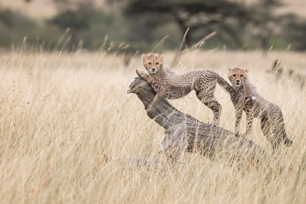 Playful Cheetah Cubs