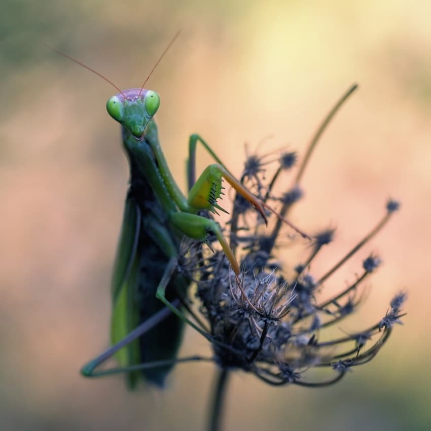 Praying Mantis Gaze by Jimmy Hoffman — canvas wall art
