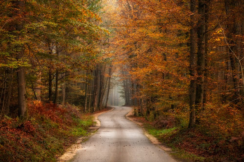 Misty Autumn Path by Joško Šimic — canvas wall art