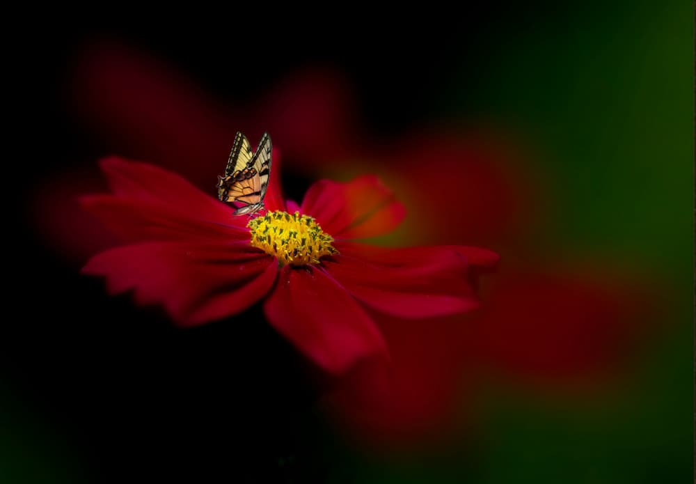 Butterfly on Red Bloom by Yuzheng Ren — canvas wall art