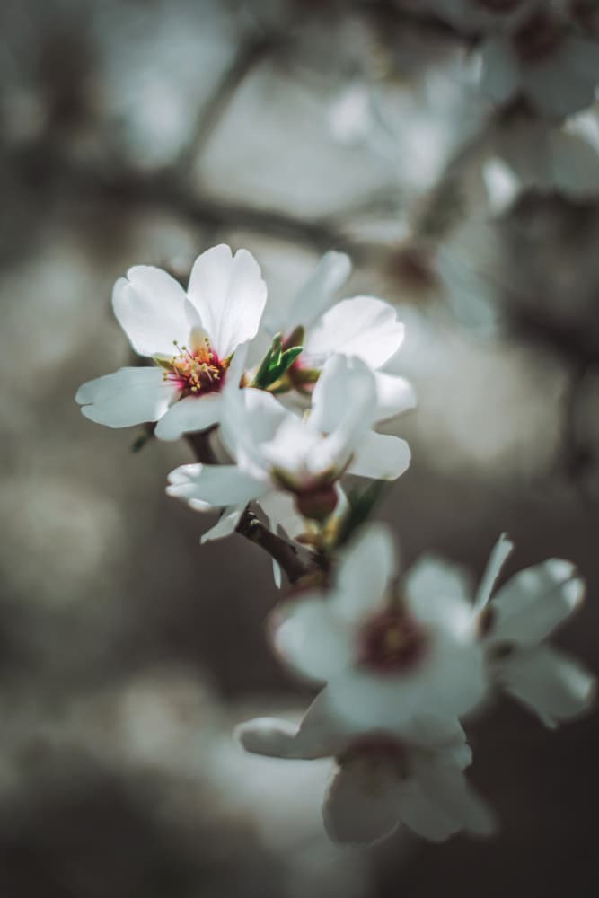 Soft Almond Blossoms by Tim Mossholder — canvas wall art