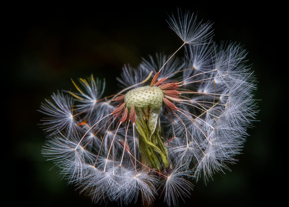Delicate Dandelion Seeds by Eduard Andrica — canvas wall art