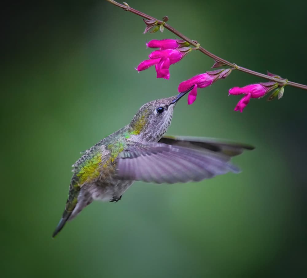Vibrant Hummingbird Feeding by Xiaojian Huang — canvas wall art
