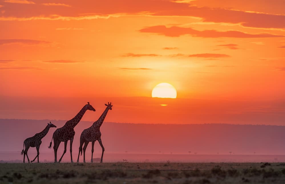 African Sunset Giraffes by Henry Zhao — canvas wall art