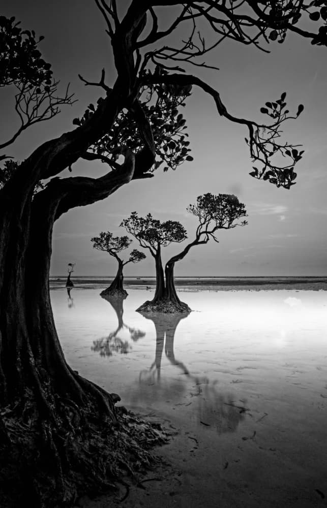 Moody Mangrove Landscape by Angela Muliani Hartojo — canvas wall art