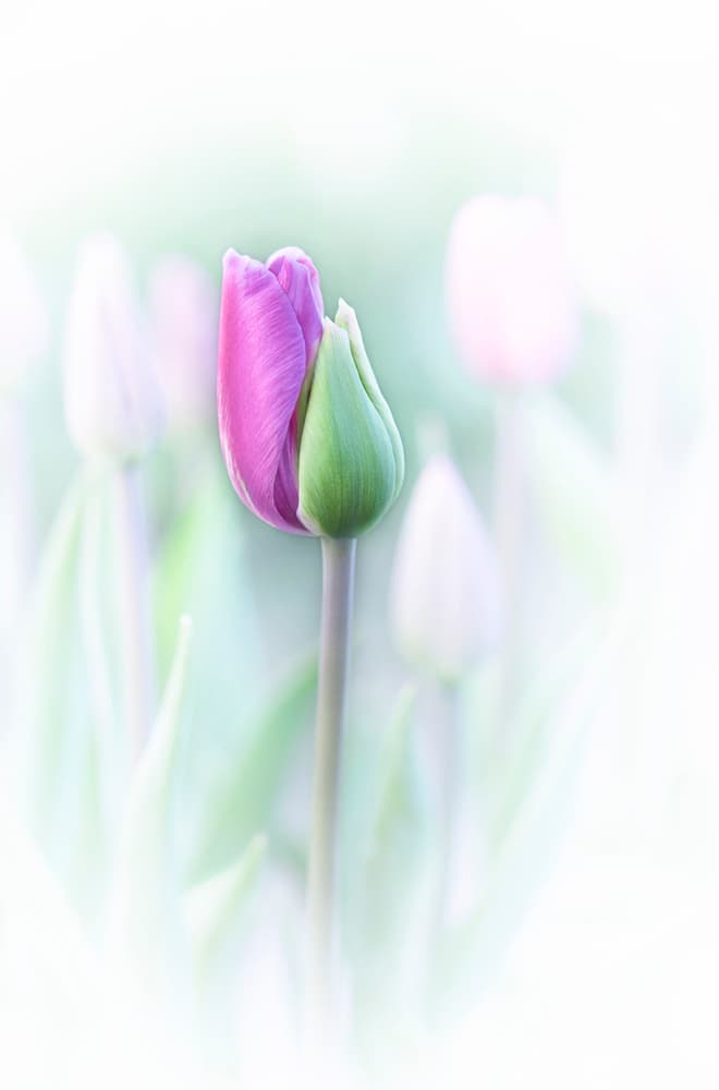 Delicate Spring Tulip by Lydia Jacobs — canvas wall art