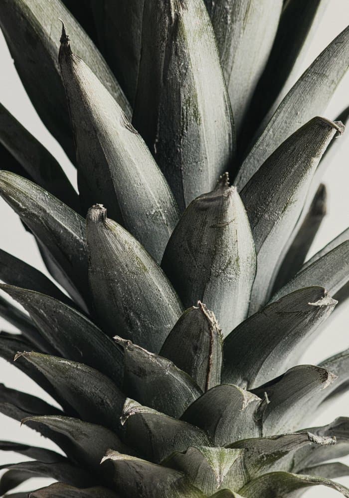 Exotic Pineapple Texture by Pictufy Studio III — canvas wall art
