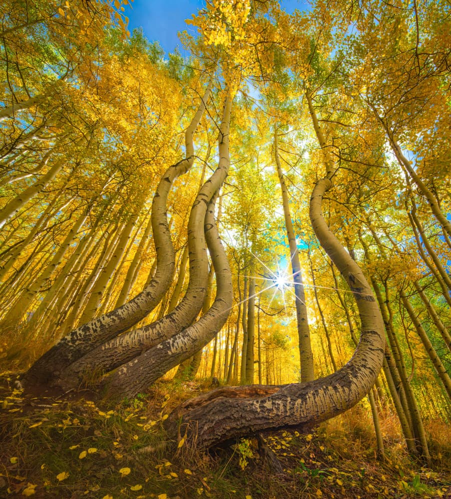 Curved Golden Aspens by Mike He — canvas wall art