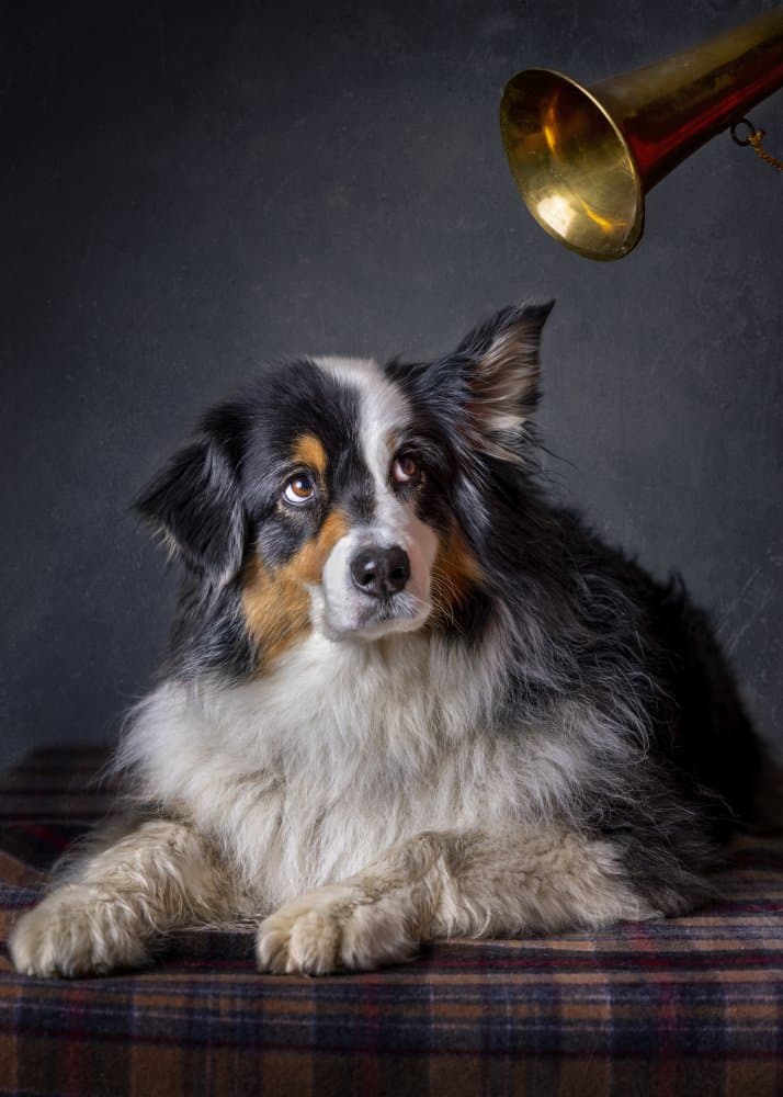 Curious Canine Concert by Hans Repelnig — canvas wall art
