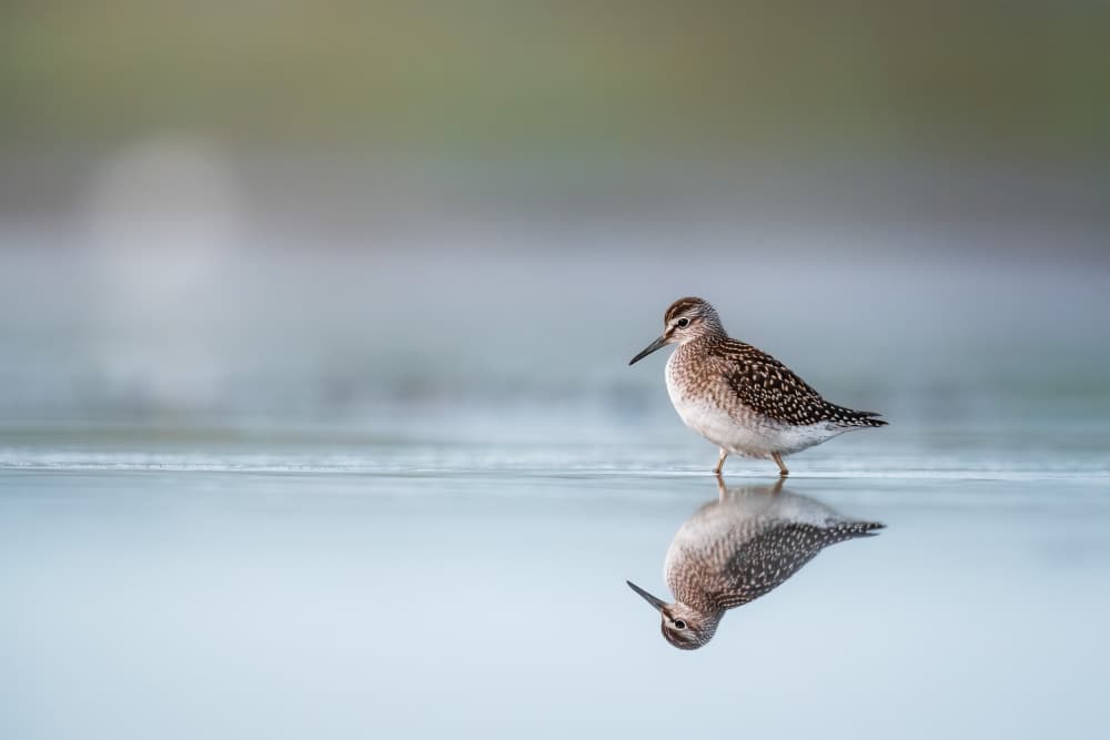Serene Bird Reflection by Magnus Renmyr — canvas wall art