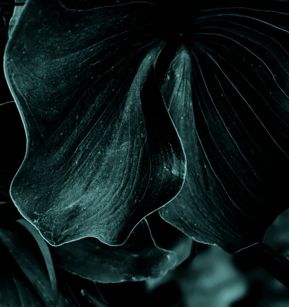 Deep Teal Foliage by Elizabeth Allen — canvas wall art