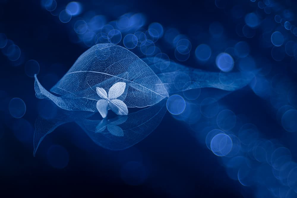 Ethereal Blue Leaves by Igor Kopcev — canvas wall art