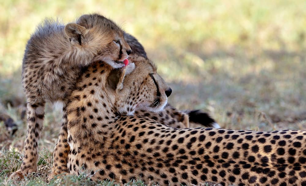 Cheetah Cub Affection by Giuseppe DAmico — canvas wall art