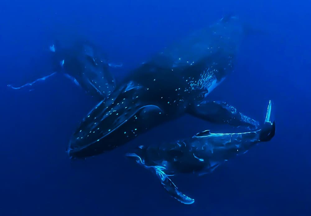 Humpback Whale Family by KIMIO KOBAYASHI — canvas wall art