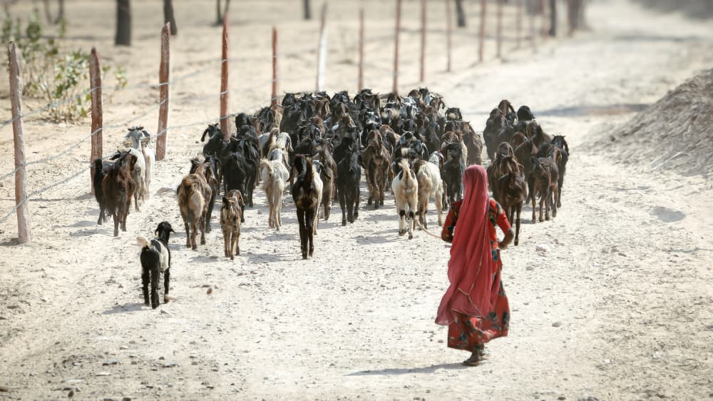 Woman Herding Goats by Jean Vandijck — canvas wall art