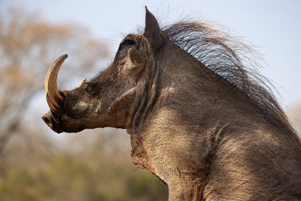 African Warthog Profile by Joan Gil Raga — canvas wall art