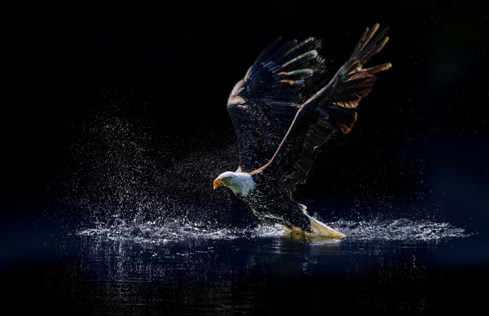 Rise up by Qing Zhao — canvas wall art