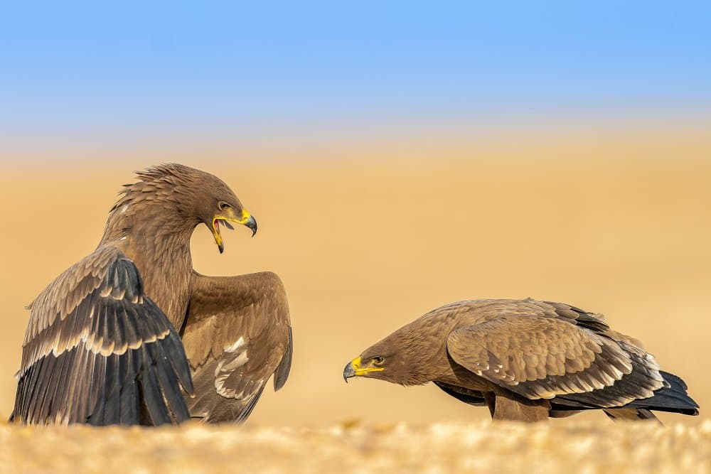 Desert Eagle Showdown by Ahmed Sobhi — canvas wall art