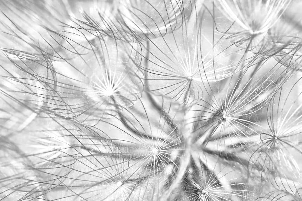 Delicate Dandelion Seeds by Bojan Bencic — canvas wall art