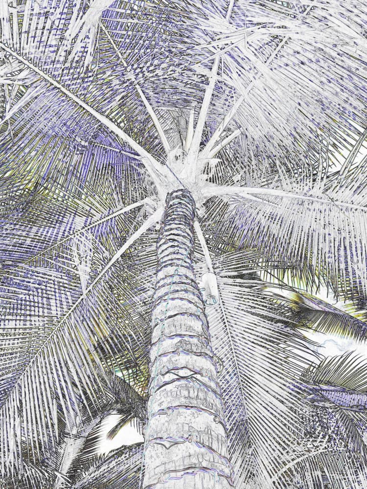 Skyward Tropical Palm by Santhosh ch — canvas wall art