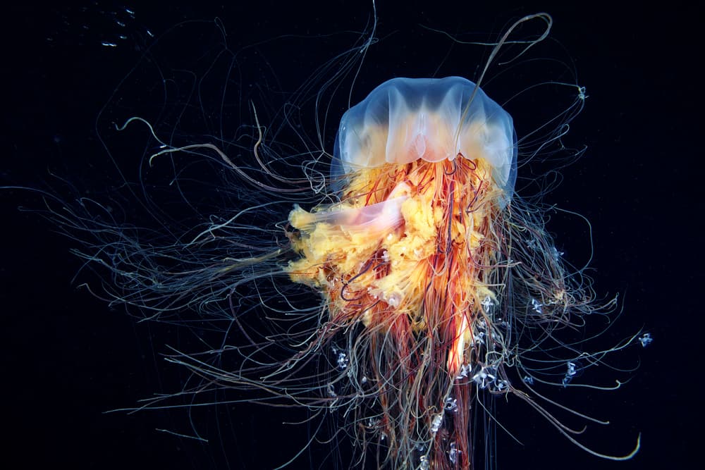 Vibrant Deep Sea Jellyfish by Alexander Semenov — canvas wall art