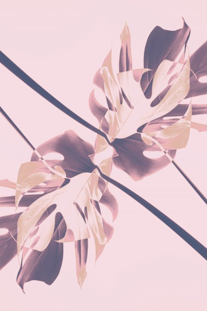 Ethereal Pink Monstera by Pictufy Studio III — canvas wall art