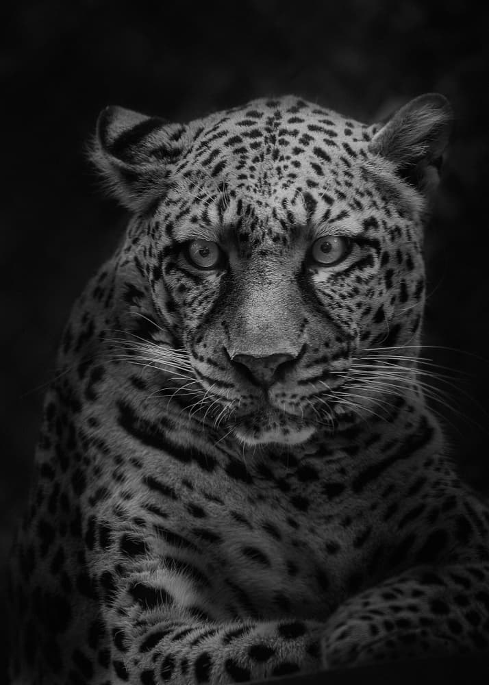 Leopard's Intense Gaze by Kaisyakuji Yushi — canvas wall art