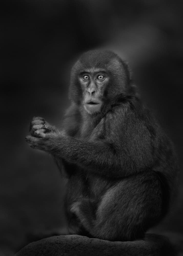 Dramatic Monkey Portrait by Kaisyakuji Yushi — canvas wall art