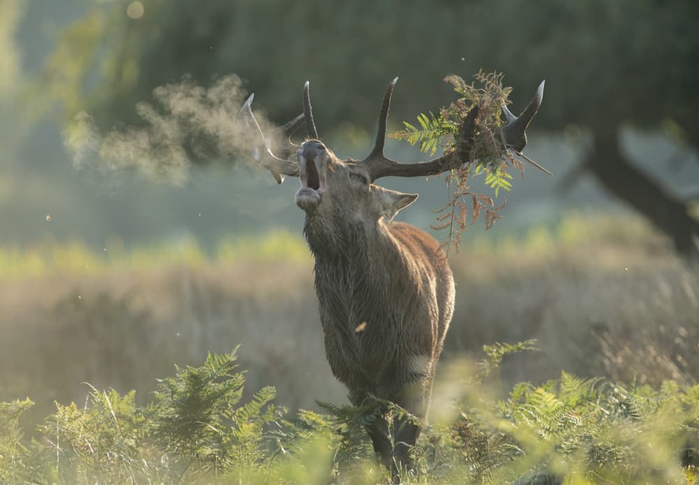 Majestic Red Deer Roar by Radojica Jevric fotorax — canvas wall art