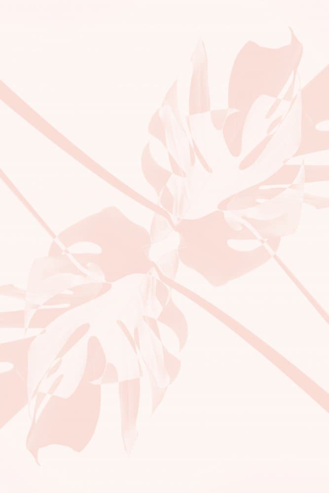 Soft Pink Monstera Leaves by Pictufy Studio III — canvas wall art