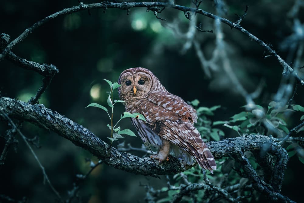 Mysterious Forest Owl by Rob Li — canvas wall art