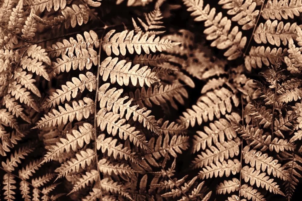 Intricate Sepia Ferns by Christina Sillen — canvas wall art