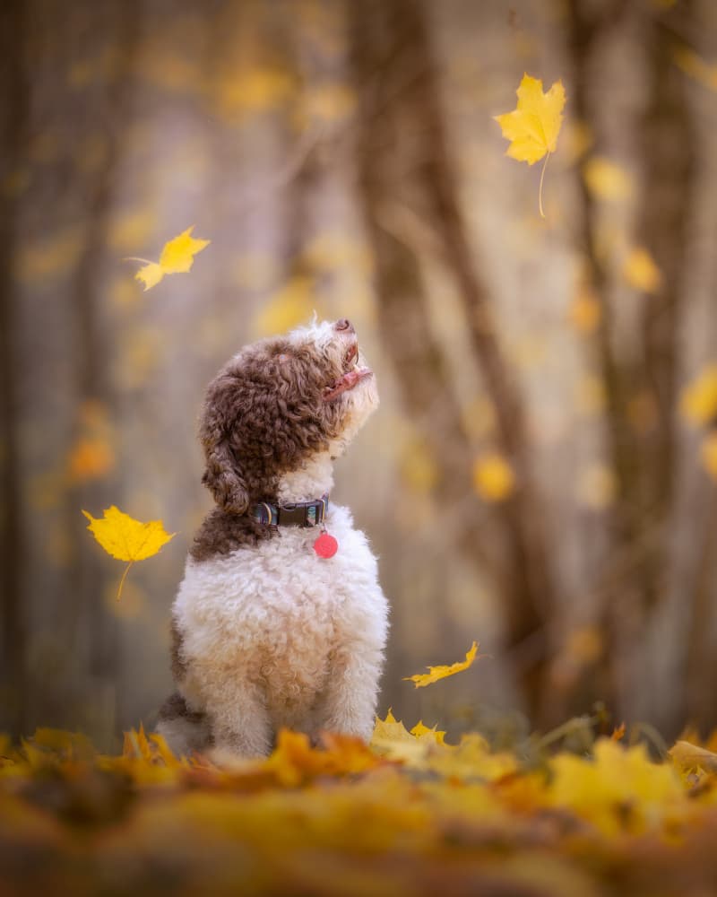 Joyful Puppy Falling Leaves by Dmitry Razr — canvas wall art