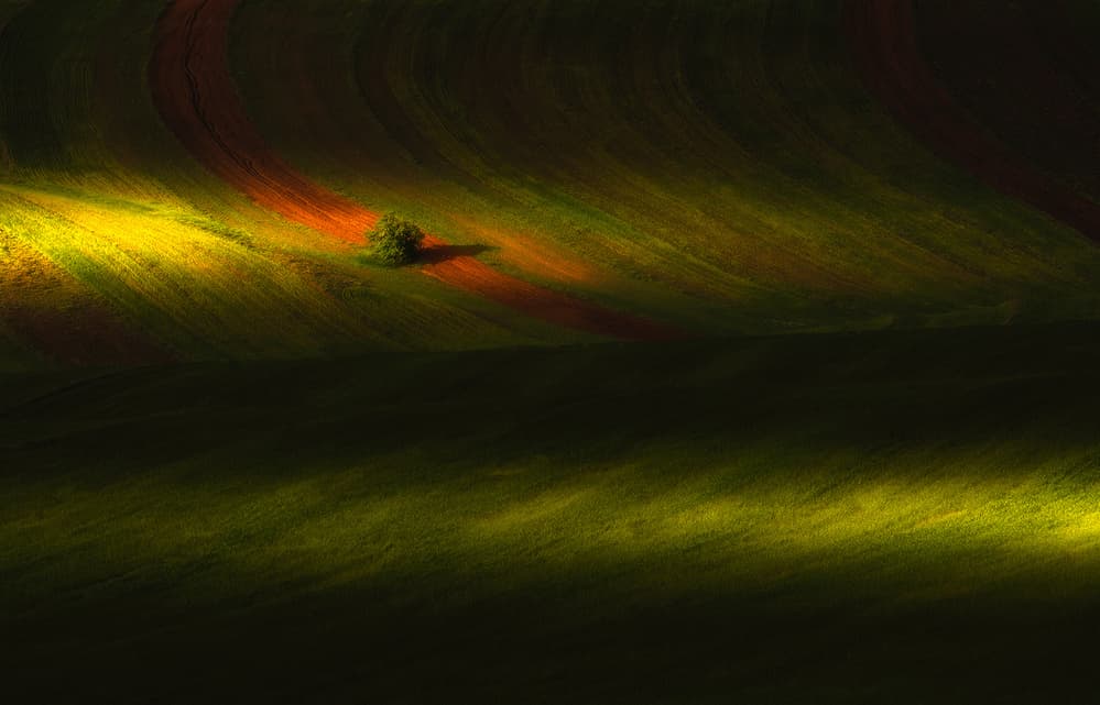 Lone Tree Golden Light by Majid Behzad — canvas wall art