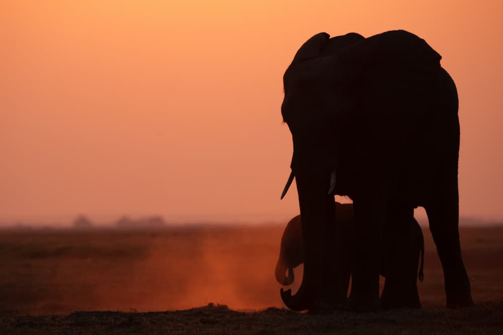 Mother and Calf Sunset by Etienne Steenkamp — canvas wall art