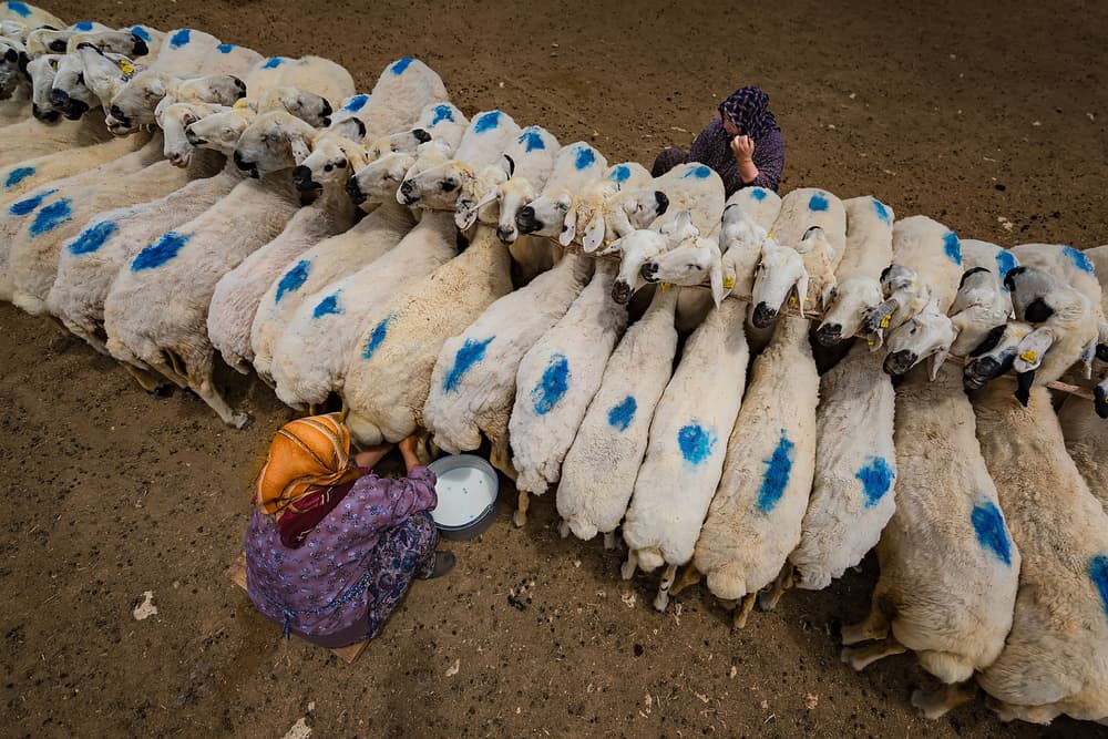 Rural Women Milking Sheep by Mustafa Binol — canvas wall art