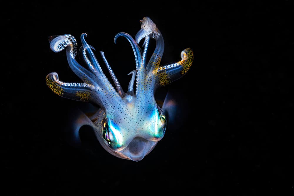 Vibrant Deep Sea Squid by Barathieu Gabriel — canvas wall art