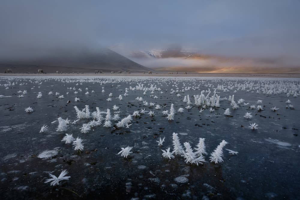 Frozen Hoarfrost Dawn by Roberto Marchegiani — canvas wall art