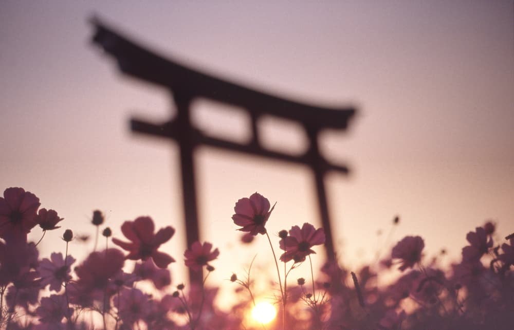 Cosmos Gate Sunset by Koji Tajima — canvas wall art