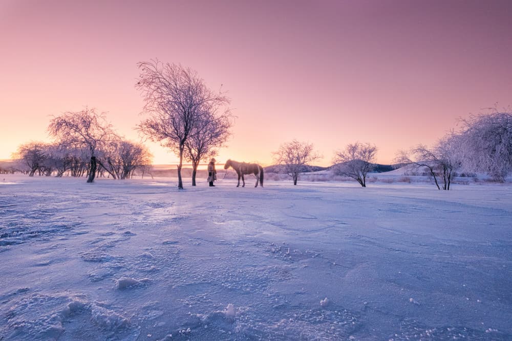 Serene Winter Dawn Horse by Bingo Z — canvas wall art